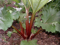 Rhubarb