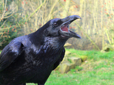 Quoth the Raven, "so"